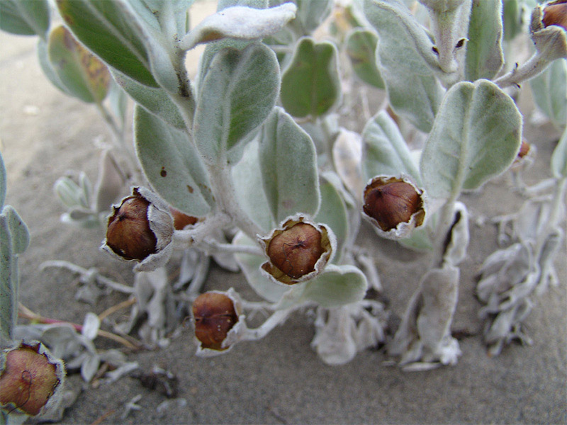 Изображение особи Convolvulus persicus.