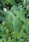 Aesculus parviflora