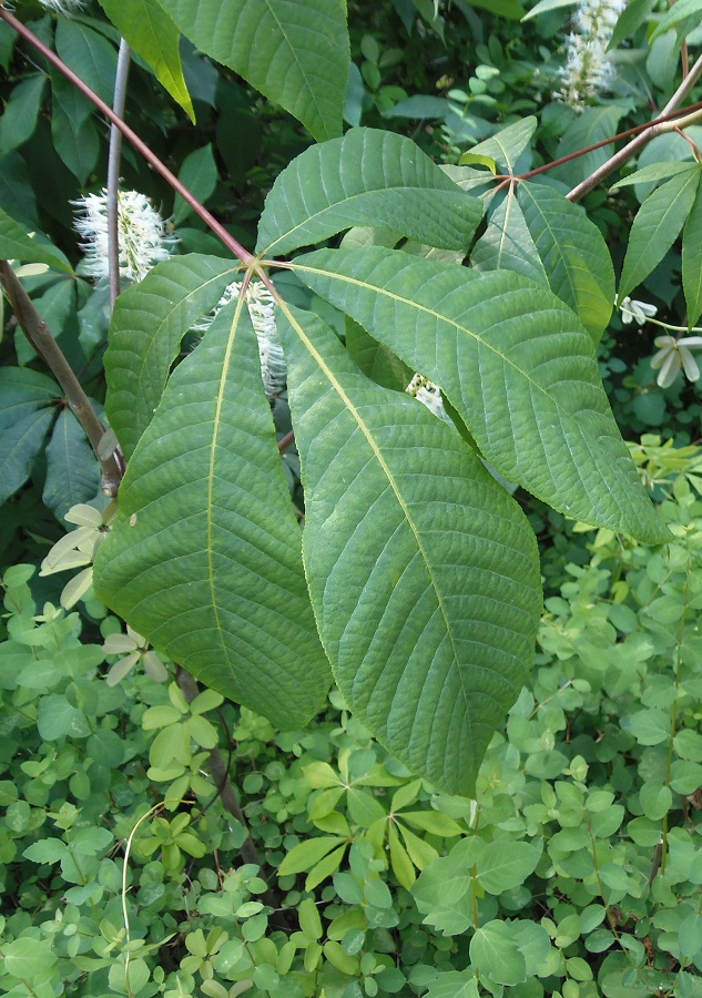 Image of Aesculus parviflora specimen.