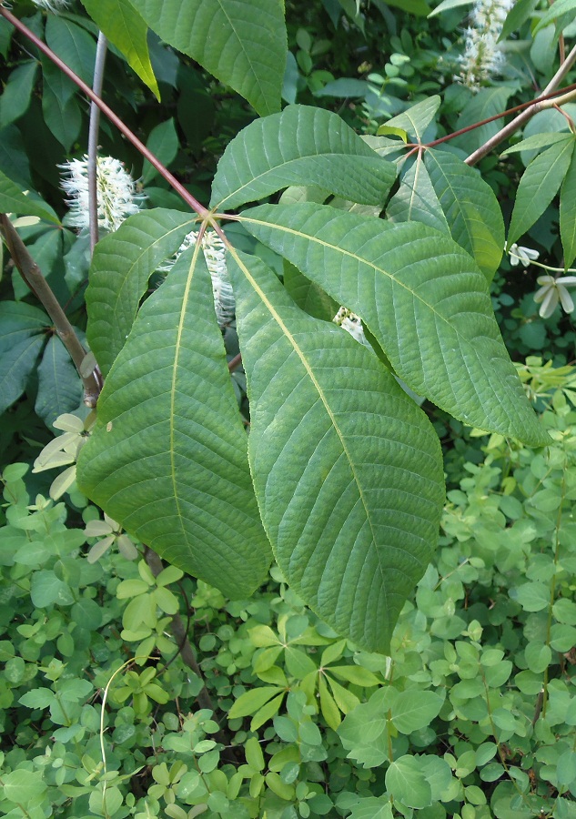 Изображение особи Aesculus parviflora.