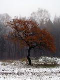 Quercus robur. Дерево с неопавшей листвой зимней окраски. Беларусь, г. Минск, Центральный ботанический сад, злаково-разнотравный луг. 07.11.2016.