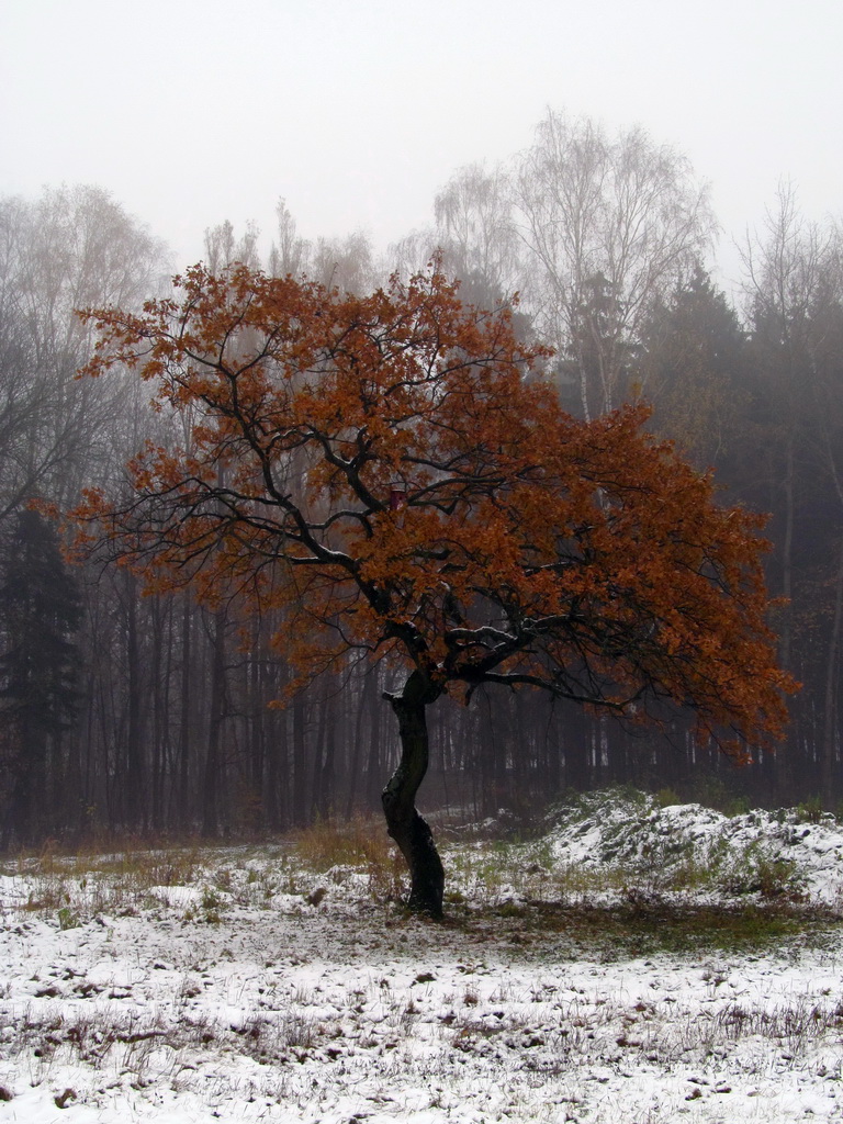 Изображение особи Quercus robur.