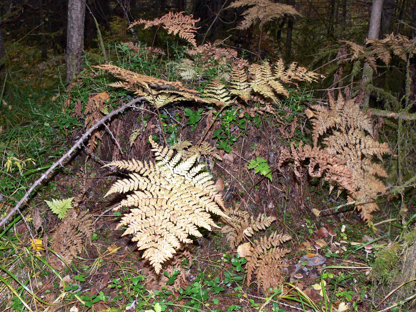 Image of Dryopteris expansa specimen.