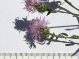 Centaurea biebersteinii