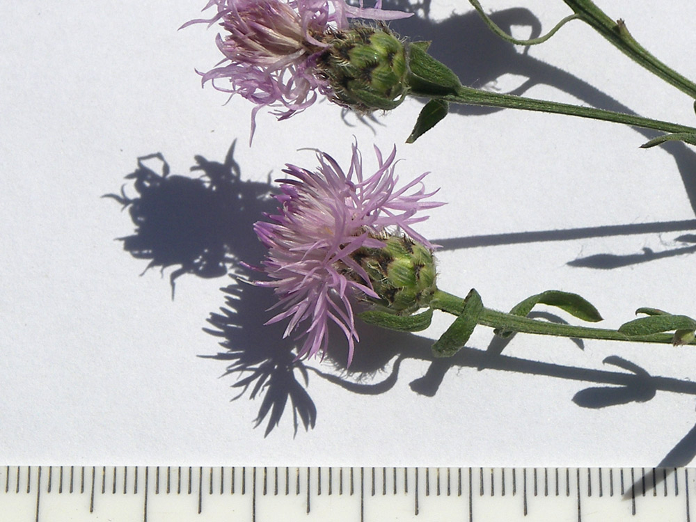 Image of Centaurea biebersteinii specimen.