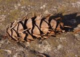 Pseudotsuga menziesii. Опавшая прошлогодняя шишка. Украина, г. Запорожье, о-в Хортица, западный берег острова. 08.03.2015.