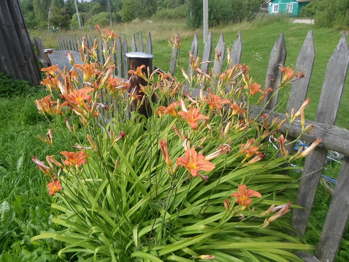 Image of Hemerocallis fulva specimen.