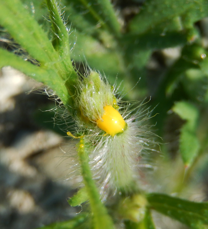 Image of Papaver stevenianum specimen.