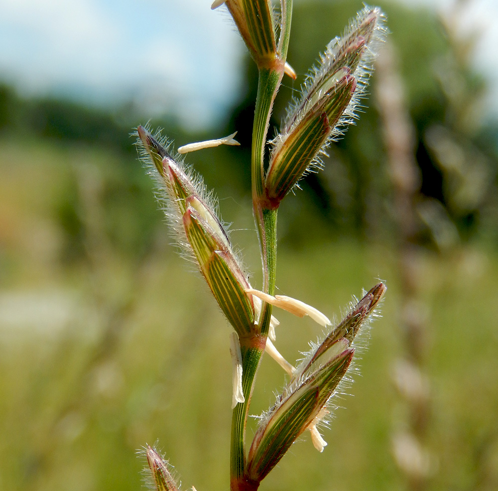 Изображение особи Elytrigia trichophora.