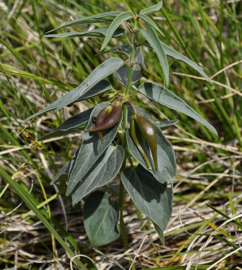 Image of Vincetoxicum fuscatum specimen.