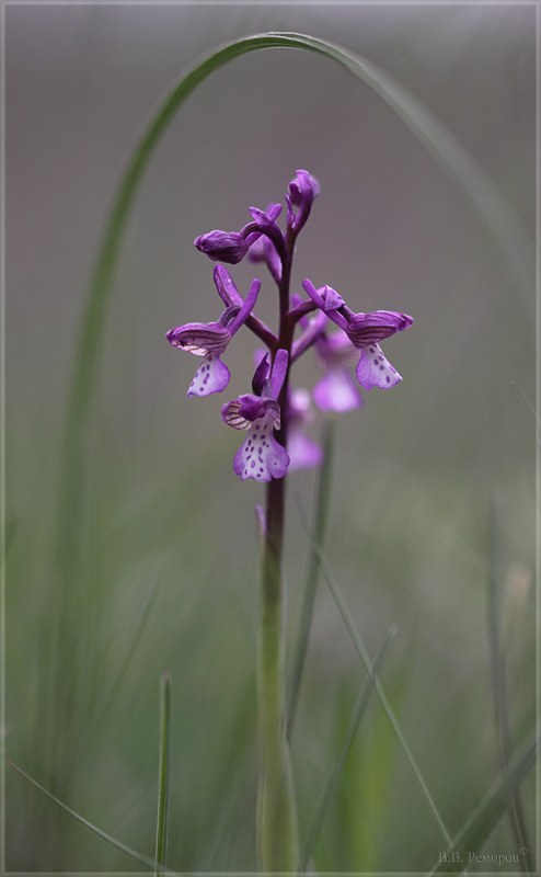 Image of Anacamptis morio ssp. caucasica specimen.