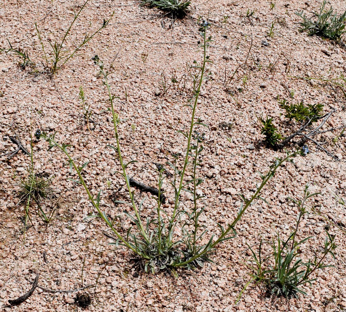 Image of Lappula microcarpa specimen.