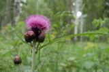 Cirsium heterophyllum