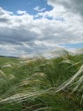 Stipa pulcherrima. Плодоносящие растения. Нижегородская обл., Починковский р-н, окр. с. Новоспасское, правый берег р. Рудня, ур. Кожекладка, ковыльный склон. 6 июня 2015 г.