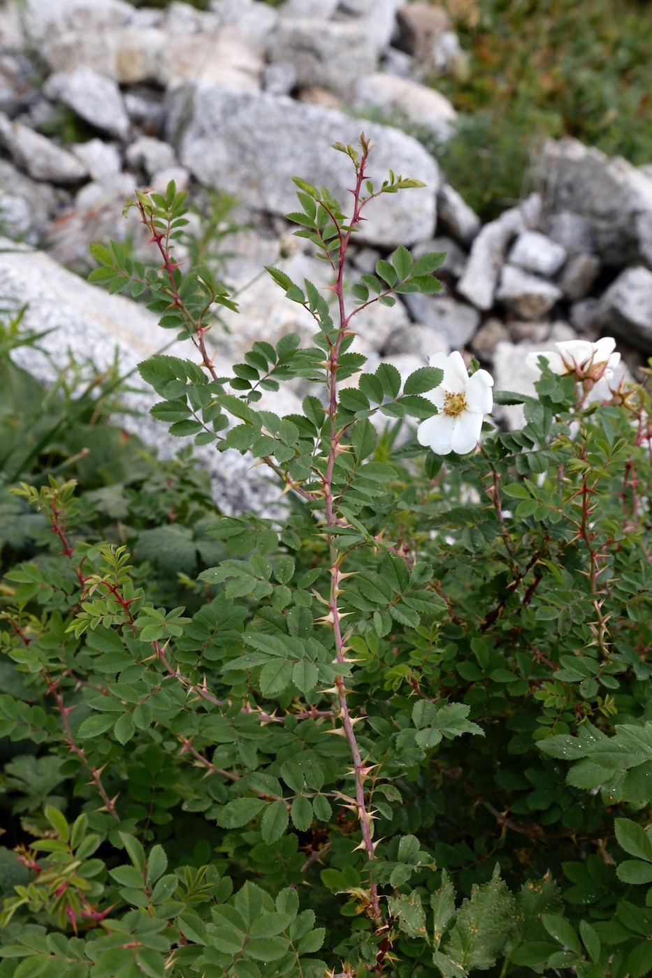 Image of Rosa fedtschenkoana specimen.