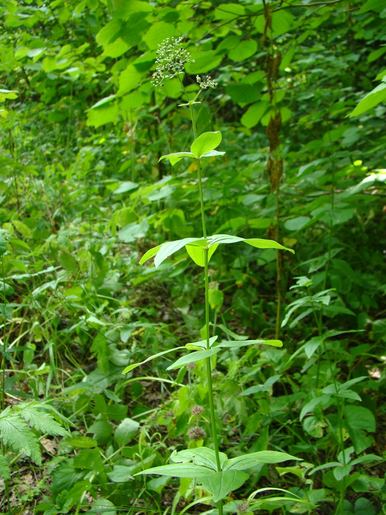 Image of Galium rubioides specimen.