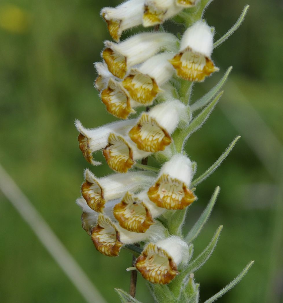 Изображение особи Digitalis viridiflora.