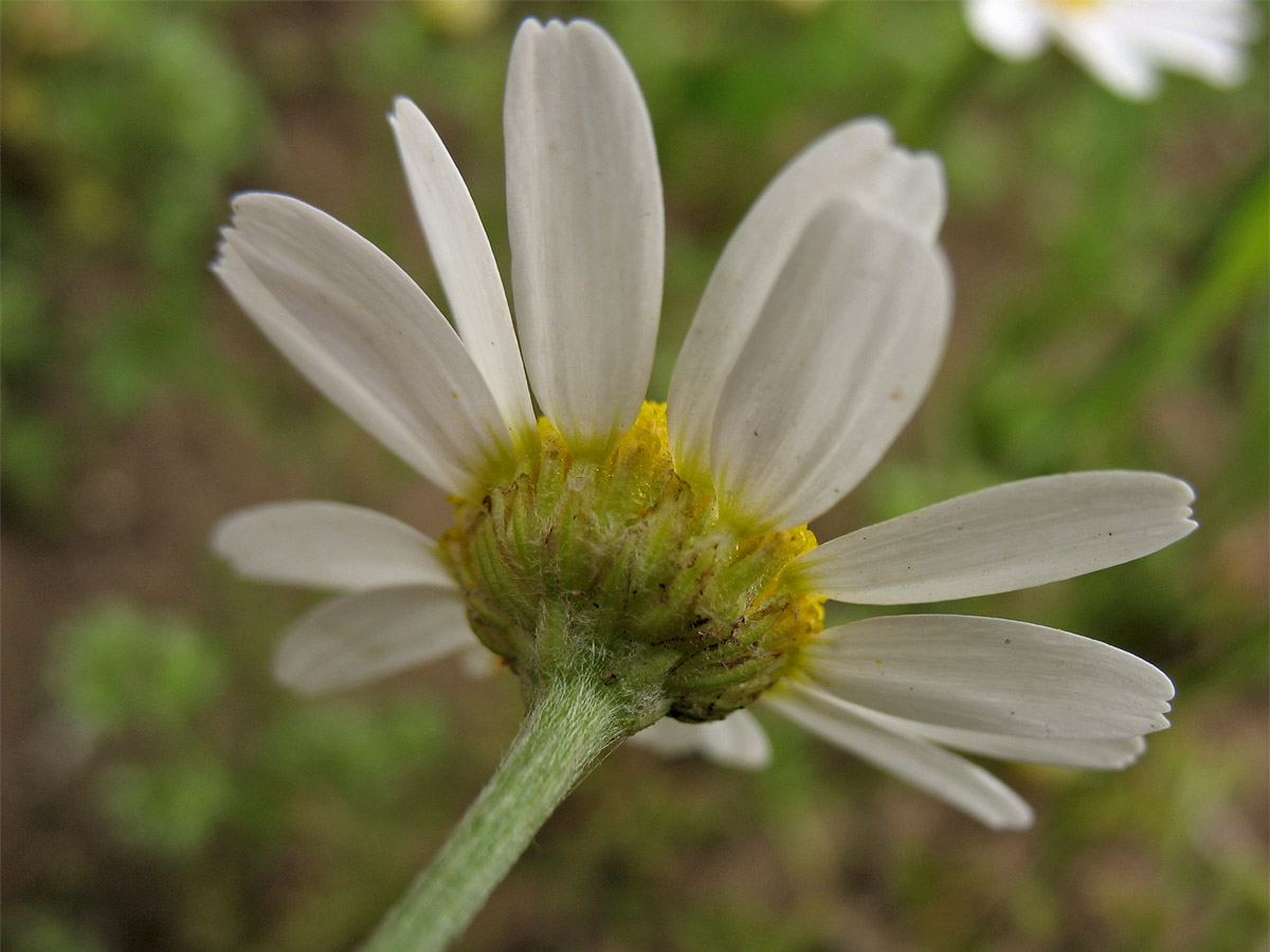 Image of Anthemis arvensis specimen.