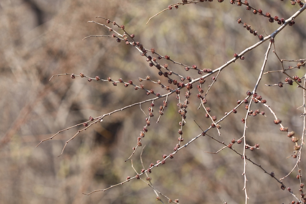 Image of Ulmus pumila specimen.