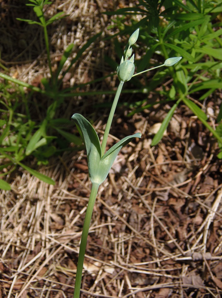 Image of Cerastium perfoliatum specimen.