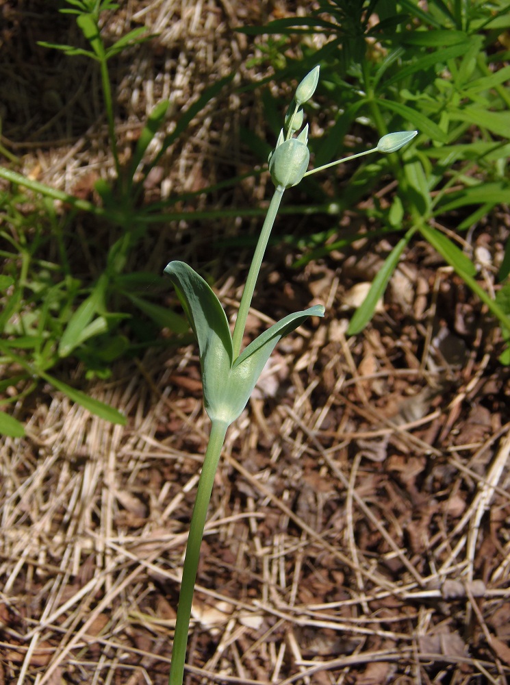 Изображение особи Cerastium perfoliatum.