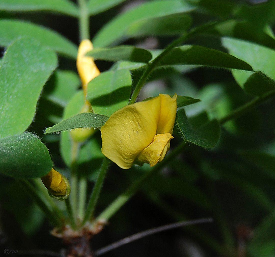 Image of Caragana arborescens specimen.