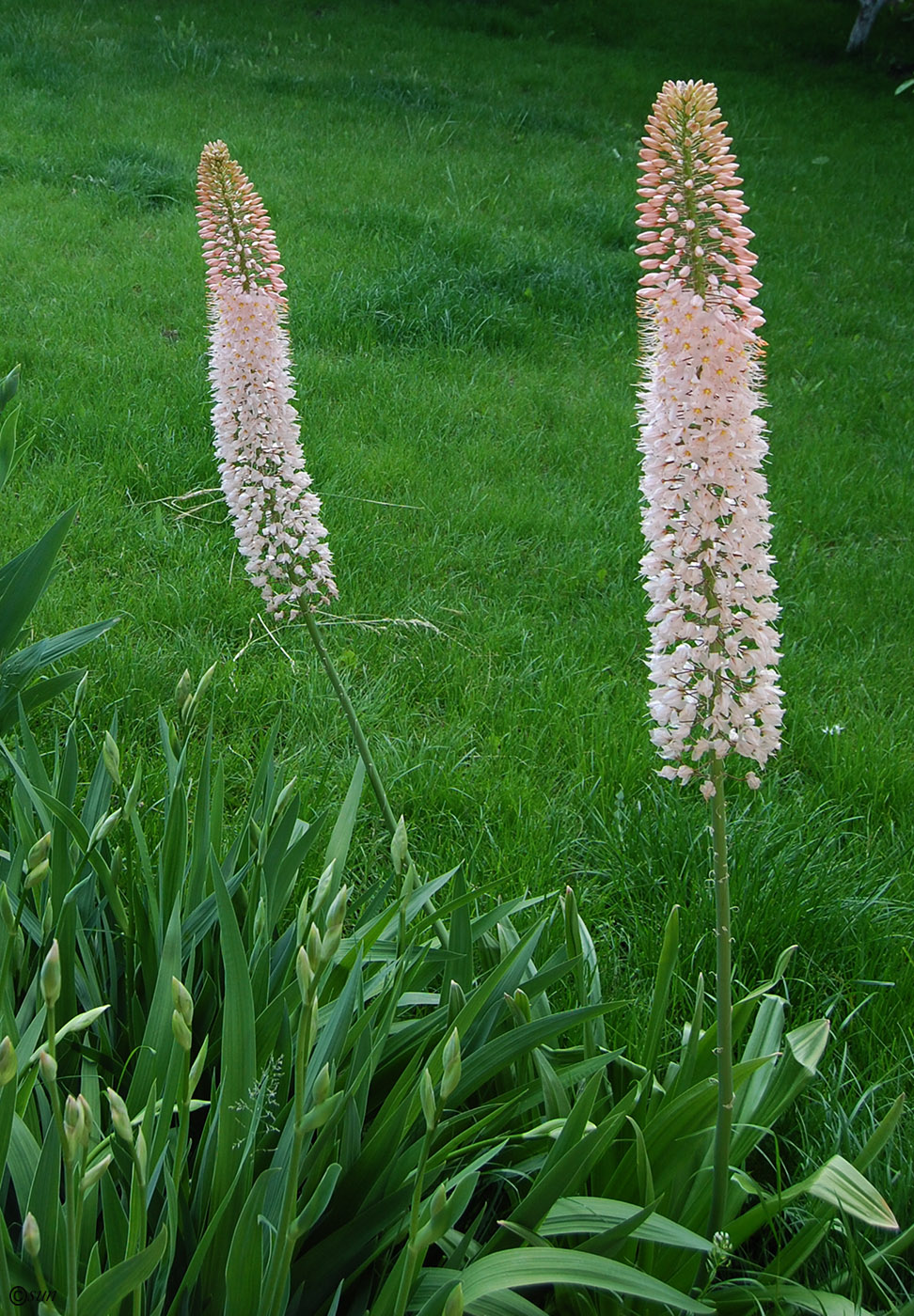 Изображение особи Eremurus robustus.