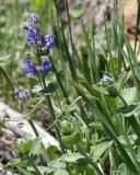 Nepeta mussinii