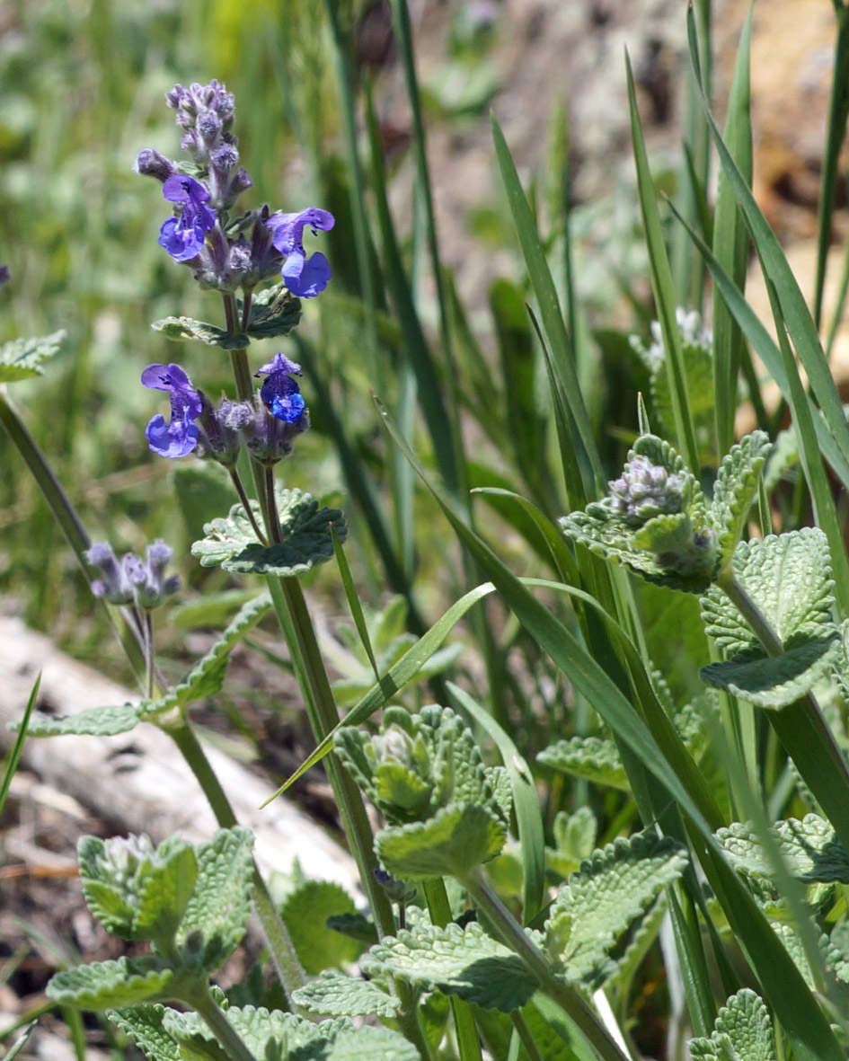 Изображение особи Nepeta mussinii.