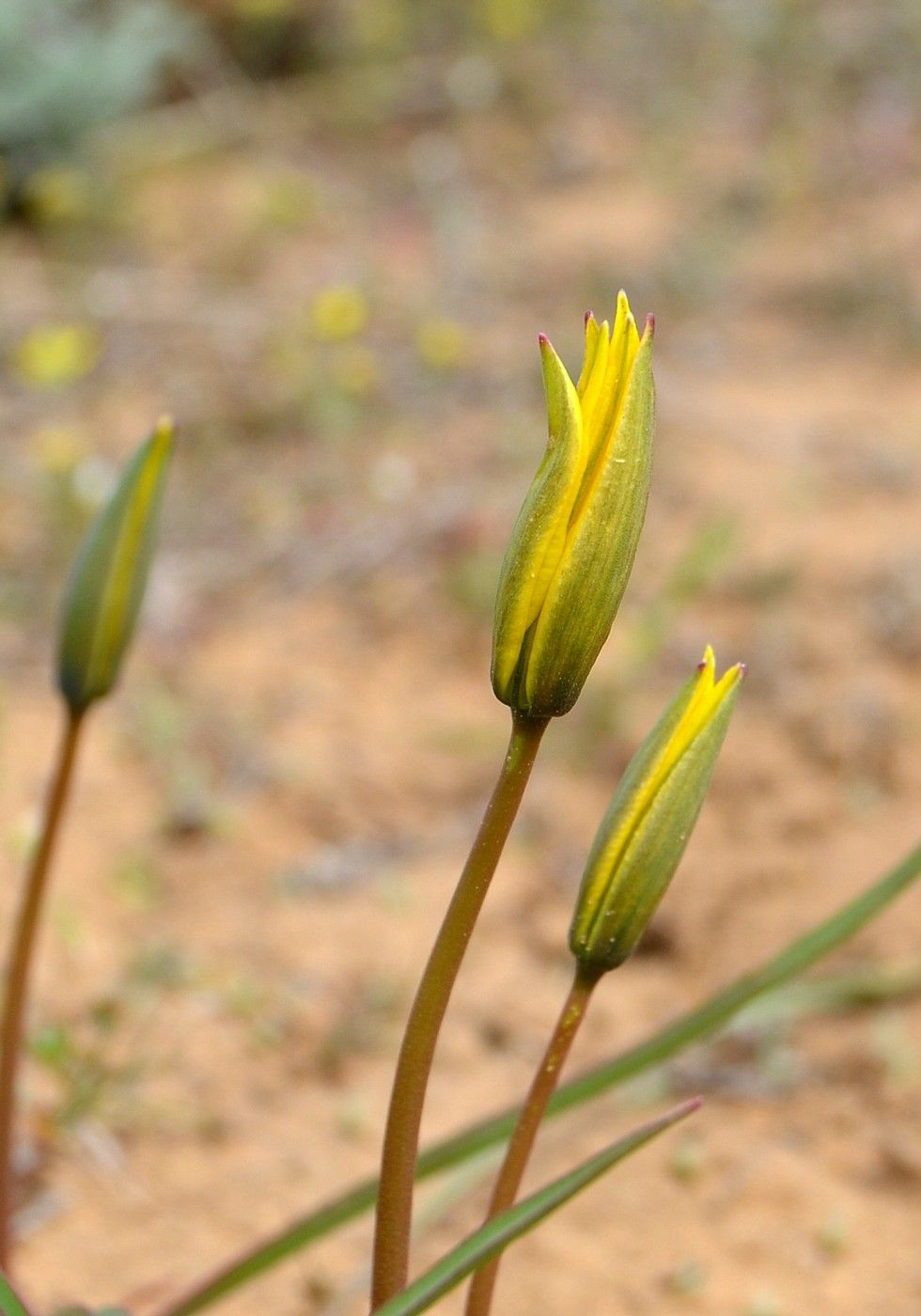 Изображение особи Tulipa biebersteiniana.