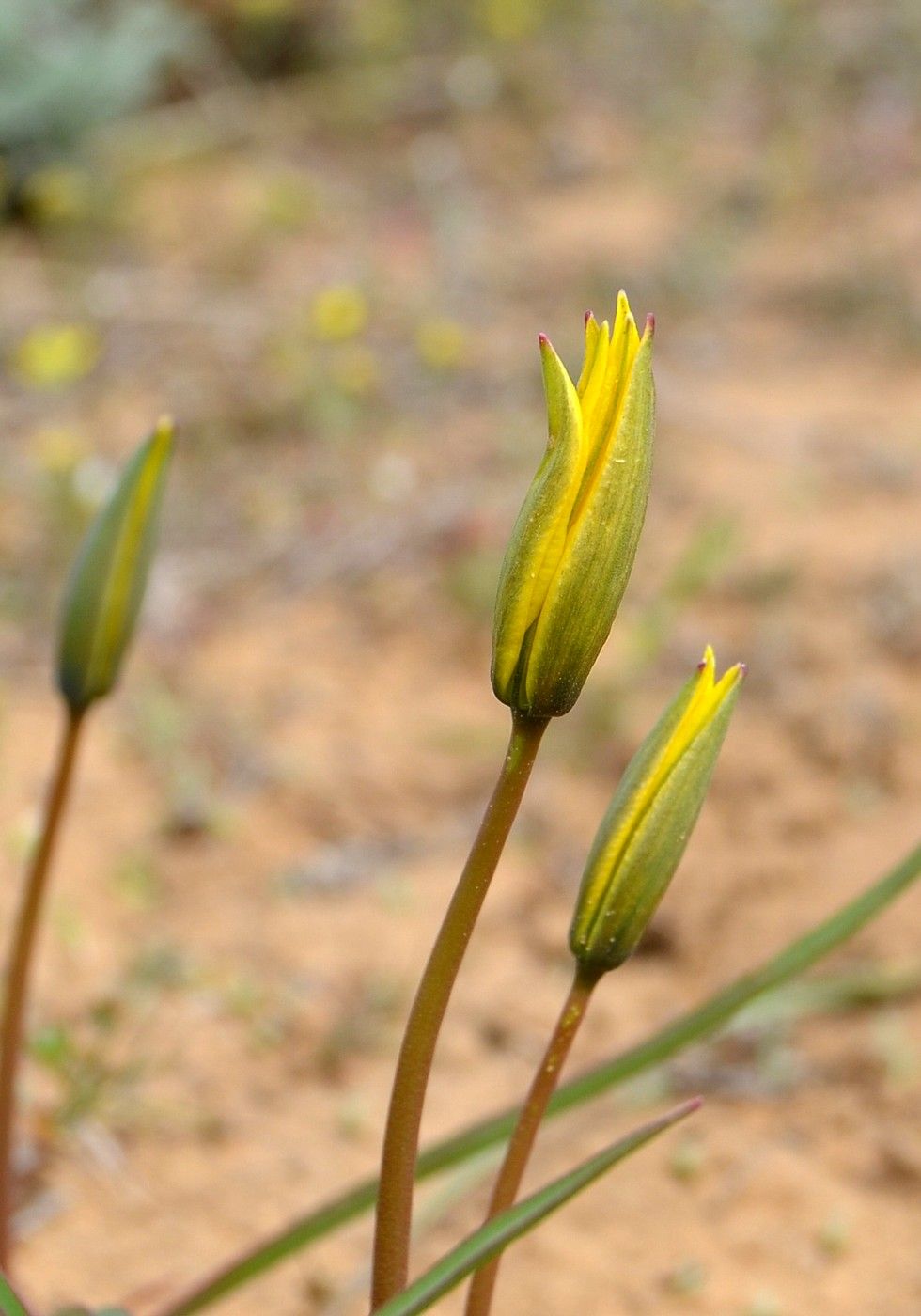 Изображение особи Tulipa biebersteiniana.