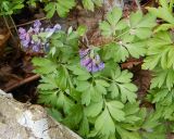 Corydalis solida. Цветущее растение. Ленинградская обл., Кингисеппский р-н, в 5,5 км севернее дер. Куровицы, смешанный лес. 16.05.2017.