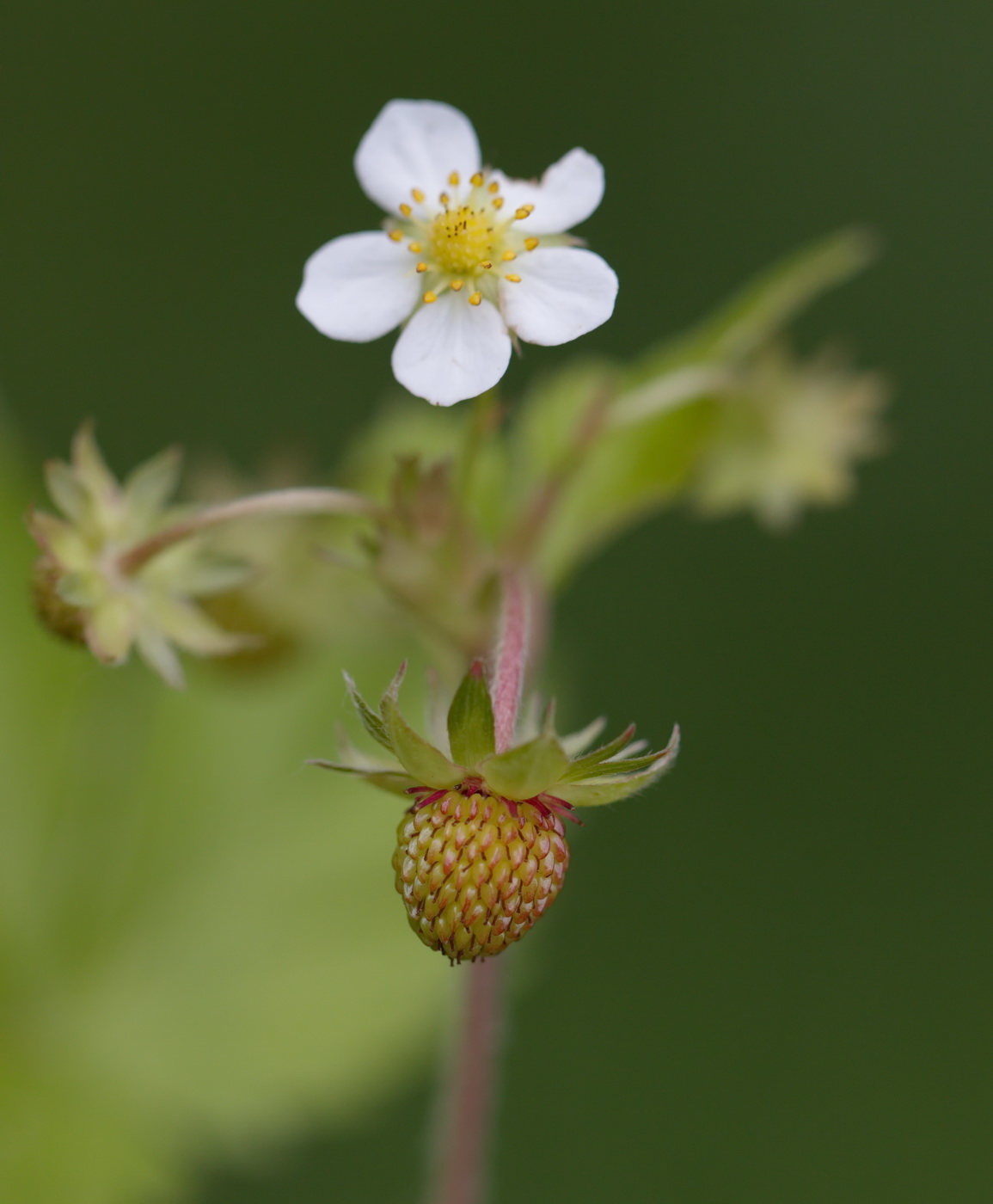 Изображение особи Fragaria vesca.