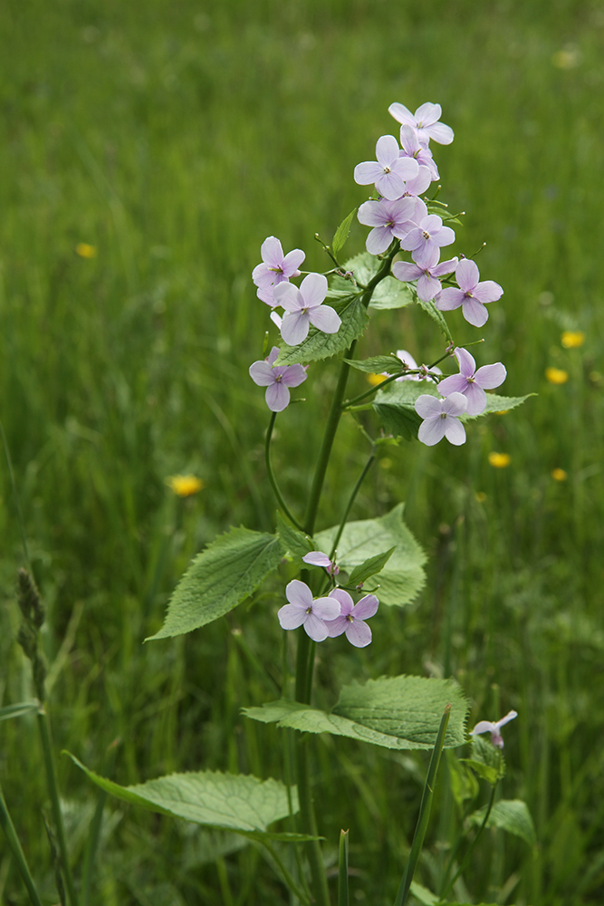 Image of Lunaria rediviva specimen.