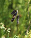 Vicia hirsuta