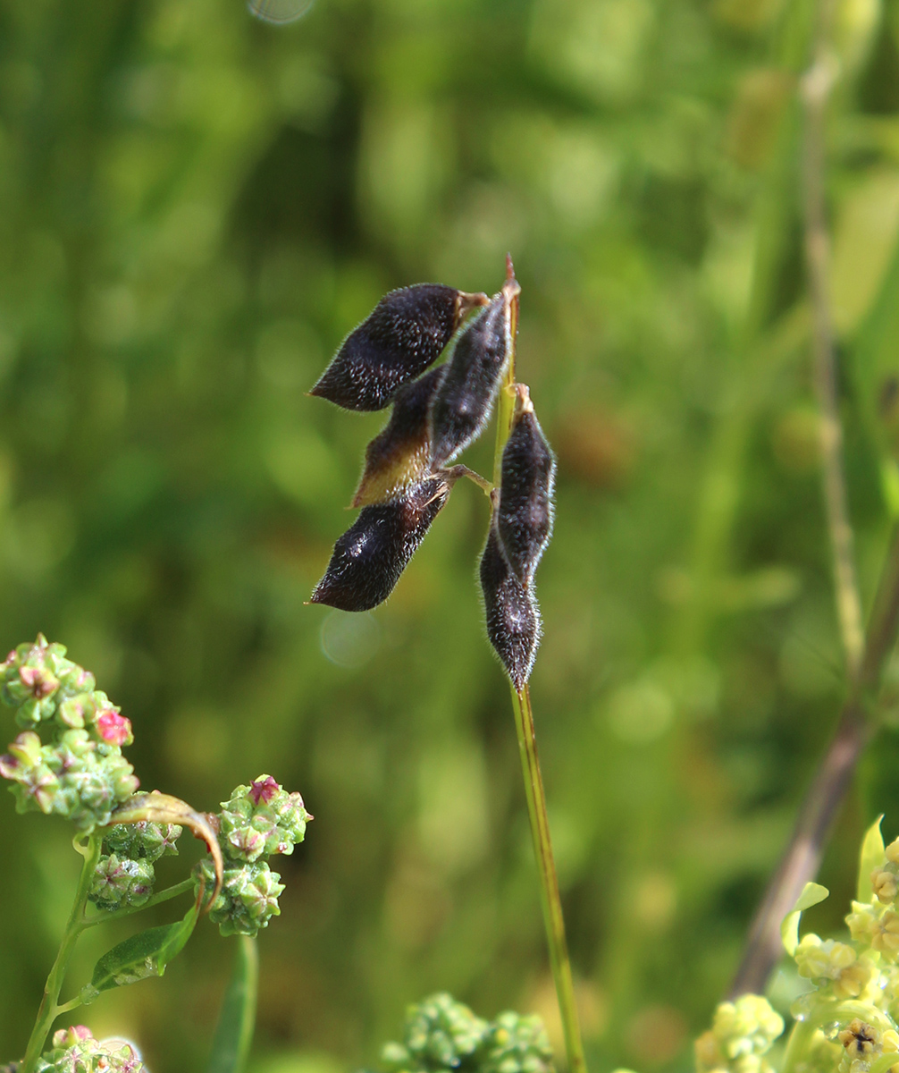 Image of Vicia hirsuta specimen.