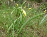 Tulipa biebersteiniana