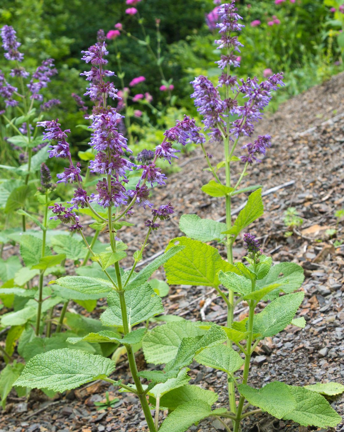 Image of Salvia verticillata specimen.