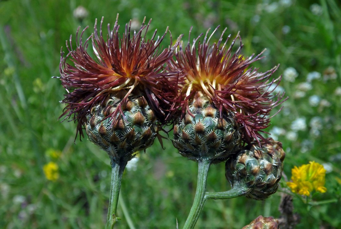 Изображение особи род Centaurea.