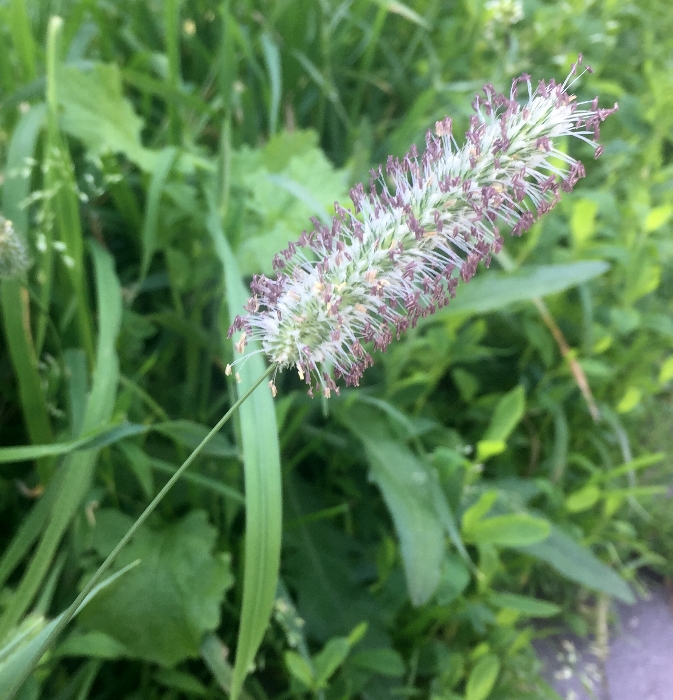 Image of Phleum pratense specimen.