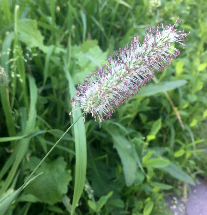 Изображение особи Phleum pratense.