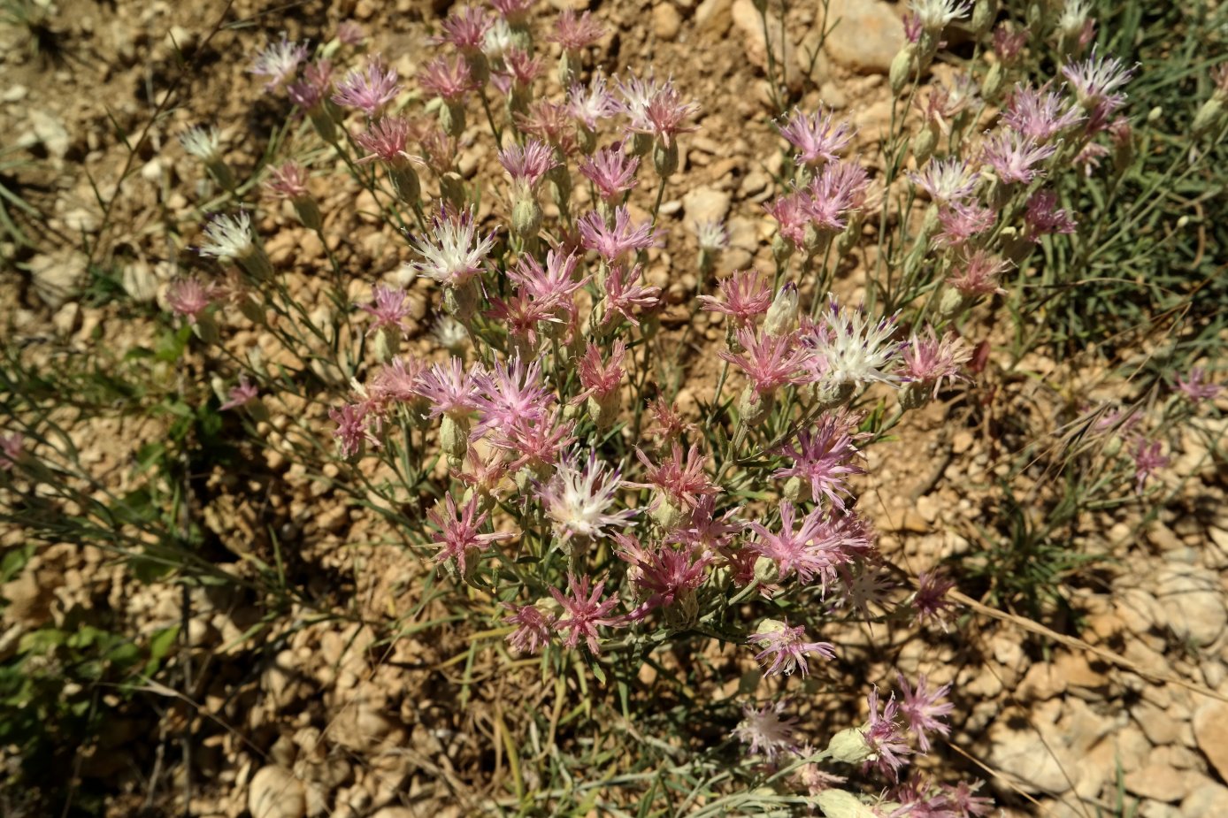 Изображение особи Jurinea stoechadifolia.