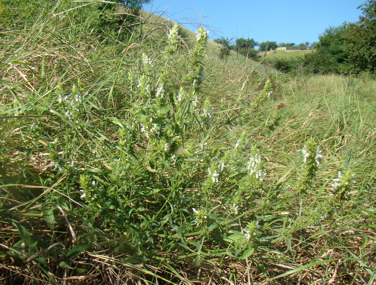 Image of Stachys atherocalyx specimen.