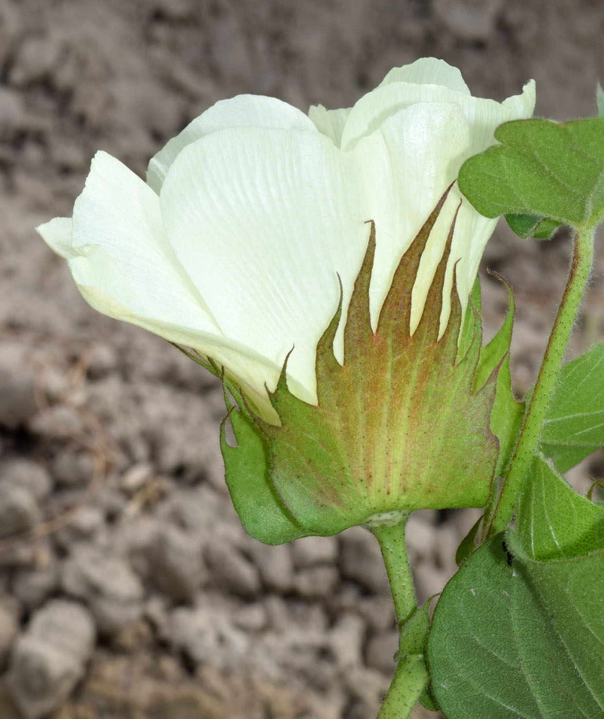 Изображение особи Gossypium hirsutum.