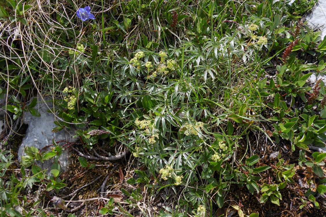 Image of Alchemilla sericea specimen.