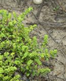 Herniaria polygama