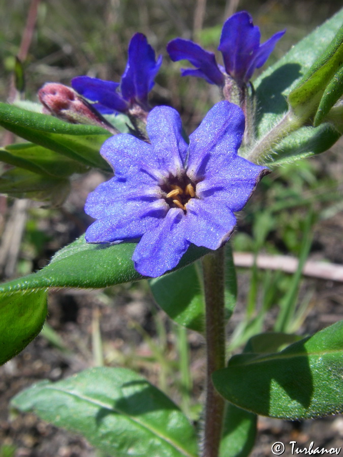 Image of Aegonychon purpureocaeruleum specimen.
