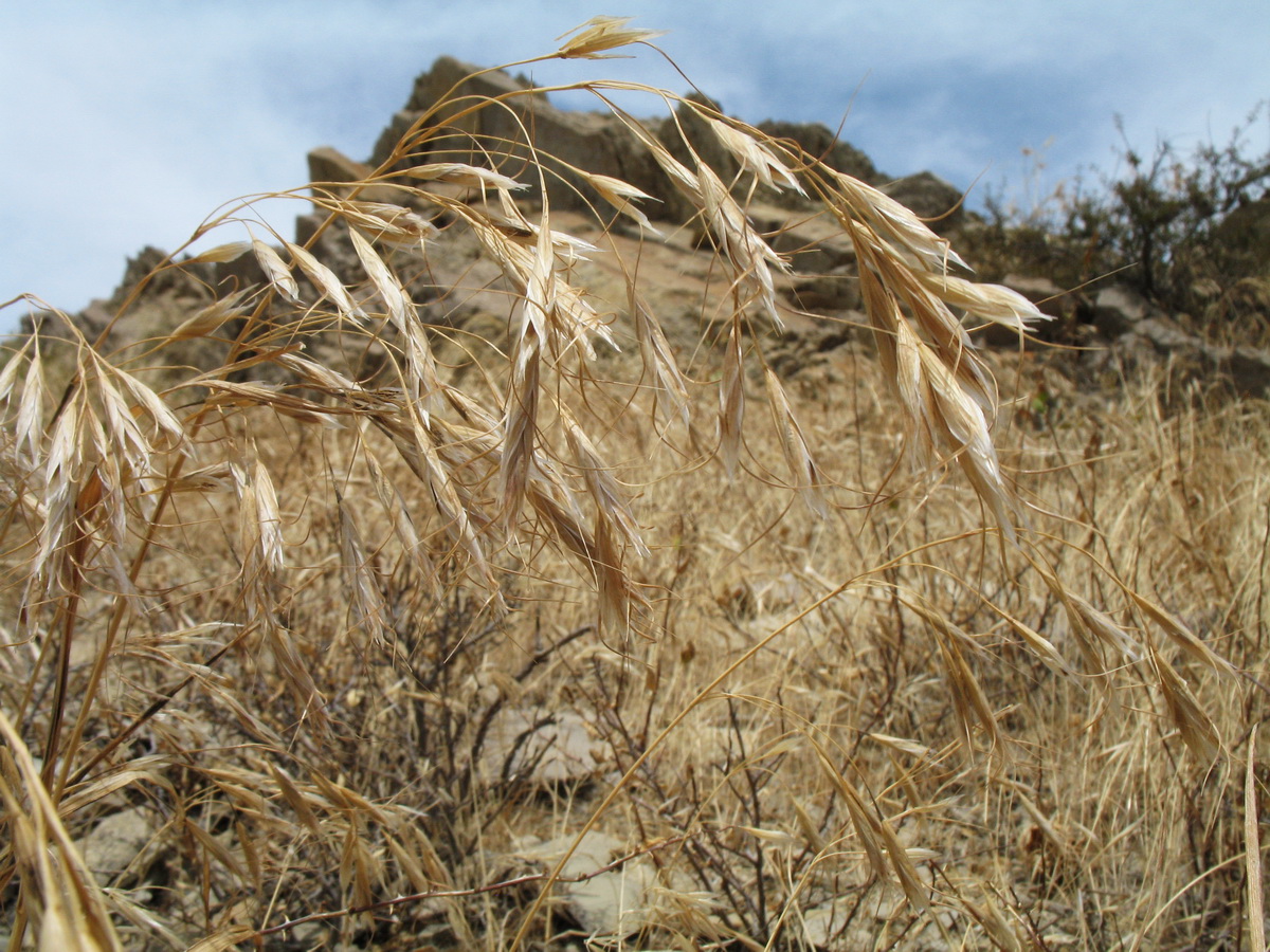 Image of Bromus oxyodon specimen.