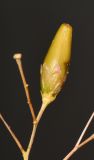 Fouquieria macdougalii. Верхушка веточки с созревающим плодом. Израиль, впадина Мёртвого моря, киббуц Эйн-Геди. 27.04.2017.