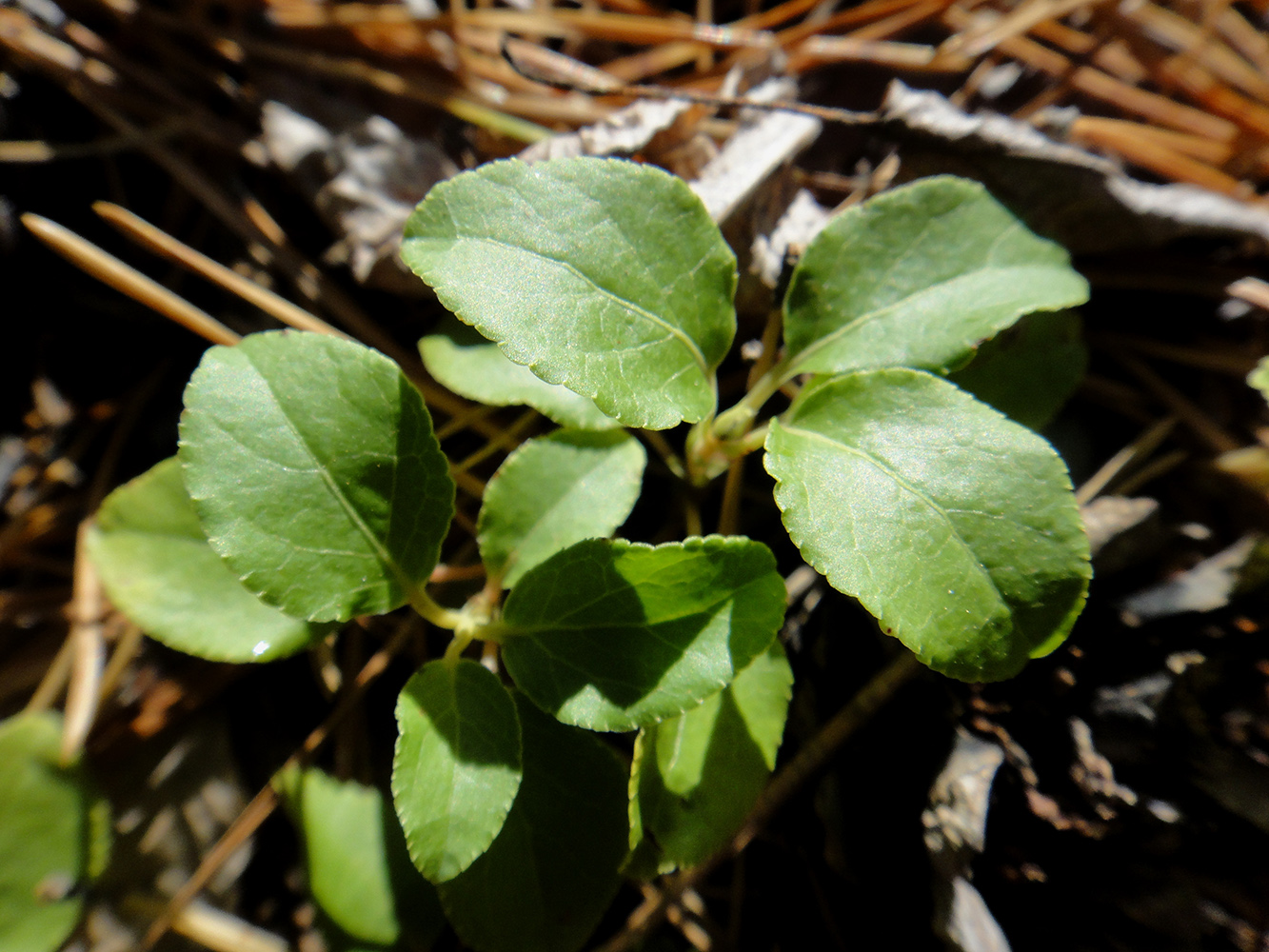 Изображение особи Orthilia secunda.